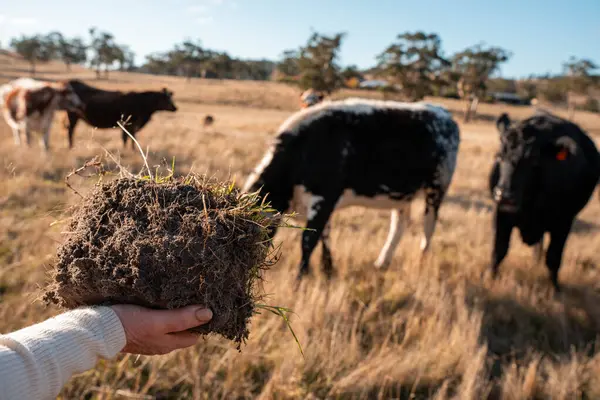  Çiftçi Toprak Sağlığını Denetliyor ve Avustralya Çiftliği 'nde Çimen Kökleri. Yenilenebilir Tarım ve Çevresel Yönetimin Sürdürülebilir Geleceği İçin Anahtar Uygulamalarının Vurgulanması