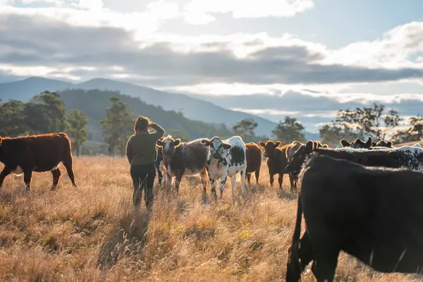  Çiftçi Toprak Sağlığını Denetliyor ve Avustralya Çiftliği 'nde Çimen Kökleri. Yenilenebilir Tarım ve Çevresel Yönetimin Sürdürülebilir Geleceği İçin Anahtar Uygulamalarının Vurgulanması