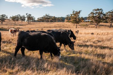 Çayırdaki çiftlik hayvanları, sürdürülebilir karbon nötr çiftçiliği uygulanıyor. Bir tarlada yenileyici inek yetiştirdi. tarımsal teknoloji yeniliği 