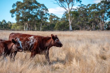 Çayırdaki çiftlik hayvanları, sürdürülebilir karbon nötr çiftçiliği uygulanıyor. Bir tarlada yenileyici inek yetiştirdi. tarımsal teknoloji yeniliği 
