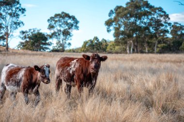 Çayırdaki çiftlik hayvanları, sürdürülebilir karbon nötr çiftçiliği uygulanıyor. Bir tarlada yenileyici inek yetiştirdi. tarımsal teknoloji yeniliği 