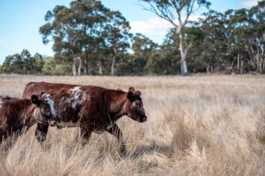 Çayırdaki çiftlik hayvanları, sürdürülebilir karbon nötr çiftçiliği uygulanıyor. Bir tarlada yenileyici inek yetiştirdi. tarımsal teknoloji yeniliği 