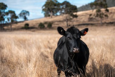 Çayırdaki çiftlik hayvanları, sürdürülebilir karbon nötr çiftçiliği uygulanıyor. Bir tarlada yenileyici inek yetiştirdi. tarımsal teknoloji yeniliği 