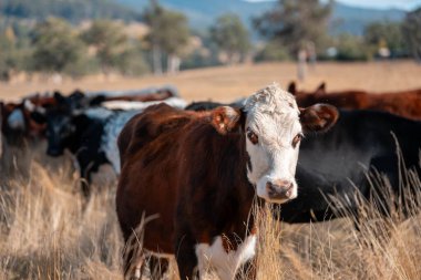 Çayırdaki çiftlik hayvanları, sürdürülebilir karbon nötr çiftçiliği uygulanıyor. Bir tarlada yenileyici inek yetiştirdi. tarımsal teknoloji yeniliği 