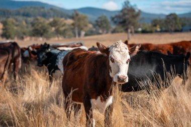 Çayırdaki çiftlik hayvanları, sürdürülebilir karbon nötr çiftçiliği uygulanıyor. Bir tarlada yenileyici inek yetiştirdi. tarımsal teknoloji yeniliği 