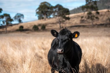 Çayırdaki çiftlik hayvanları, sürdürülebilir karbon nötr çiftçiliği uygulanıyor. Bir tarlada yenileyici inek yetiştirdi. tarımsal teknoloji yeniliği 
