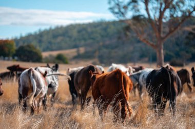 Çayırdaki çiftlik hayvanları, sürdürülebilir karbon nötr çiftçiliği uygulanıyor. Bir tarlada yenileyici inek yetiştirdi. tarımsal teknoloji yeniliği 