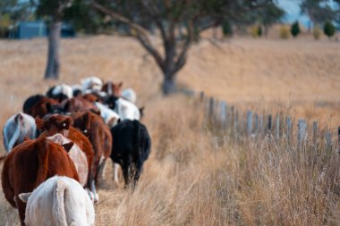Çayırdaki çiftlik hayvanları, sürdürülebilir karbon nötr çiftçiliği uygulanıyor. Bir tarlada yenileyici inek yetiştirdi. tarımsal teknoloji yeniliği 