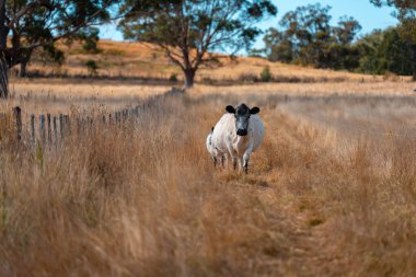 Çayırdaki çiftlik hayvanları, sürdürülebilir karbon nötr çiftçiliği uygulanıyor. Bir tarlada yenileyici inek yetiştirdi. tarımsal teknoloji yeniliği 
