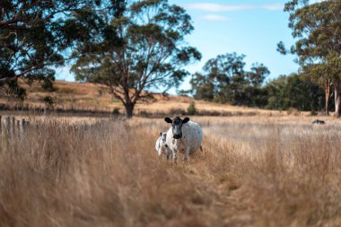 Çayırdaki çiftlik hayvanları, sürdürülebilir karbon nötr çiftçiliği uygulanıyor. Bir tarlada yenileyici inek yetiştirdi. tarımsal teknoloji yeniliği 