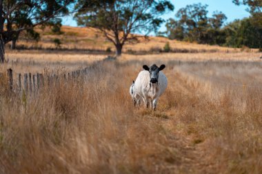 Çayırdaki çiftlik hayvanları, sürdürülebilir karbon nötr çiftçiliği uygulanıyor. Bir tarlada yenileyici inek yetiştirdi. tarımsal teknoloji yeniliği 