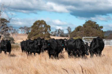 Çayırdaki çiftlik hayvanları, sürdürülebilir karbon nötr çiftçiliği uygulanıyor. Bir tarlada yenileyici inek yetiştirdi. tarımsal teknoloji yeniliği 