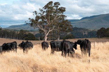 Çayırdaki çiftlik hayvanları, sürdürülebilir karbon nötr çiftçiliği uygulanıyor. Bir tarlada yenileyici inek yetiştirdi. tarımsal teknoloji yeniliği 
