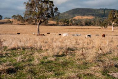 Çayırdaki çiftlik hayvanları, sürdürülebilir karbon nötr çiftçiliği uygulanıyor. Bir tarlada yenileyici inek yetiştirdi. tarımsal teknoloji yeniliği 