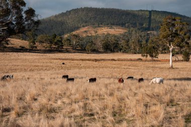 Çayırdaki çiftlik hayvanları, sürdürülebilir karbon nötr çiftçiliği uygulanıyor. Bir tarlada yenileyici inek yetiştirdi. tarımsal teknoloji yeniliği 