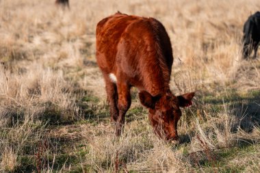 Çayırdaki çiftlik hayvanları, sürdürülebilir karbon nötr çiftçiliği uygulanıyor. Bir tarlada yenileyici inek yetiştirdi. tarımsal teknoloji yeniliği 