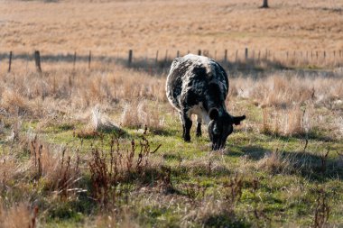 Çayırdaki çiftlik hayvanları, sürdürülebilir karbon nötr çiftçiliği uygulanıyor. Bir tarlada yenileyici inek yetiştirdi. tarımsal teknoloji yeniliği 