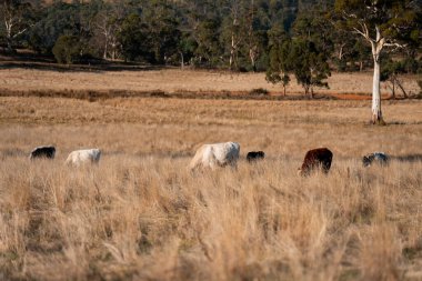 Çayırdaki çiftlik hayvanları, sürdürülebilir karbon nötr çiftçiliği uygulanıyor. Bir tarlada yenileyici inek yetiştirdi. tarımsal teknoloji yeniliği 