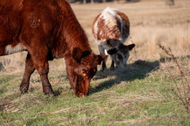 Çayırdaki çiftlik hayvanları, sürdürülebilir karbon nötr çiftçiliği uygulanıyor. Bir tarlada yenileyici inek yetiştirdi. tarımsal teknoloji yeniliği 