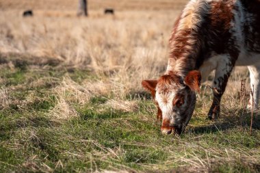 Çayırdaki çiftlik hayvanları, sürdürülebilir karbon nötr çiftçiliği uygulanıyor. Bir tarlada yenileyici inek yetiştirdi. tarımsal teknoloji yeniliği 