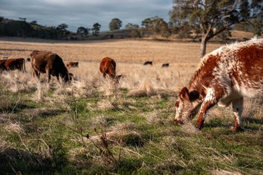 Çayırdaki çiftlik hayvanları, sürdürülebilir karbon nötr çiftçiliği uygulanıyor. Bir tarlada yenileyici inek yetiştirdi. tarımsal teknoloji yeniliği 