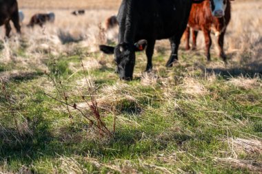 Çayırdaki çiftlik hayvanları, sürdürülebilir karbon nötr çiftçiliği uygulanıyor. Bir tarlada yenileyici inek yetiştirdi. tarımsal teknoloji yeniliği 