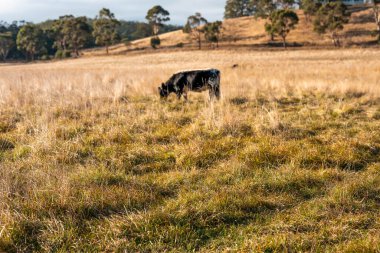 Çayırdaki çiftlik hayvanları, sürdürülebilir karbon nötr çiftçiliği uygulanıyor. Bir tarlada yenileyici inek yetiştirdi. tarımsal teknoloji yeniliği 