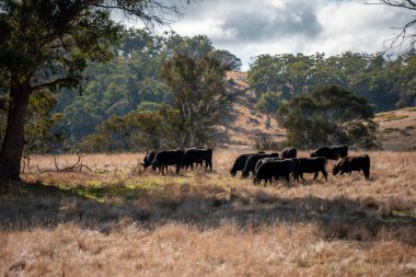 Çayırdaki çiftlik hayvanları, sürdürülebilir karbon nötr çiftçiliği uygulanıyor. Bir tarlada yenileyici inek yetiştirdi. tarımsal teknoloji yeniliği 