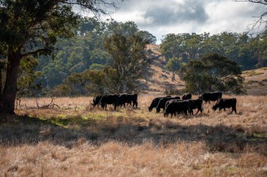 Çayırdaki çiftlik hayvanları, sürdürülebilir karbon nötr çiftçiliği uygulanıyor. Bir tarlada yenileyici inek yetiştirdi. tarımsal teknoloji yeniliği 