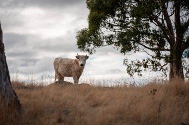 Çayırdaki çiftlik hayvanları, sürdürülebilir karbon nötr çiftçiliği uygulanıyor. Bir tarlada yenileyici inek yetiştirdi. tarımsal teknoloji yeniliği 