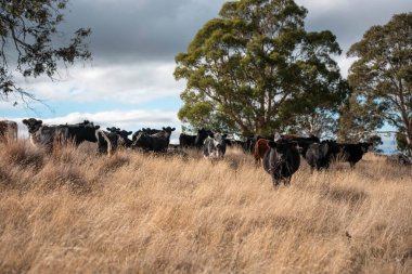 Çayırdaki çiftlik hayvanları, sürdürülebilir karbon nötr çiftçiliği uygulanıyor. Bir tarlada yenileyici inek yetiştirdi. tarımsal teknoloji yeniliği 