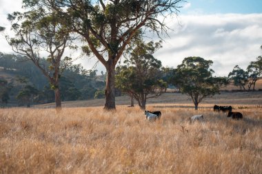 Çayırdaki çiftlik hayvanları, sürdürülebilir karbon nötr çiftçiliği uygulanıyor. Bir tarlada yenileyici inek yetiştirdi. tarımsal teknoloji yeniliği 