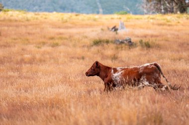 Çayırdaki çiftlik hayvanları, sürdürülebilir karbon nötr çiftçiliği uygulanıyor. Bir tarlada yenileyici inek yetiştirdi. tarımsal teknoloji yeniliği 