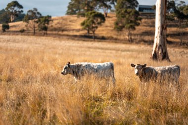 Çayırdaki çiftlik hayvanları, sürdürülebilir karbon nötr çiftçiliği uygulanıyor. Bir tarlada yenileyici inek yetiştirdi. tarımsal teknoloji yeniliği 