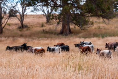 Çayırdaki çiftlik hayvanları, sürdürülebilir karbon nötr çiftçiliği uygulanıyor. Bir tarlada yenileyici inek yetiştirdi. tarımsal teknoloji yeniliği 
