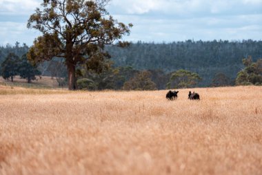 Çayırdaki çiftlik hayvanları, sürdürülebilir karbon nötr çiftçiliği uygulanıyor. Bir tarlada yenileyici inek yetiştirdi. tarımsal teknoloji yeniliği 