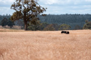 Çayırdaki çiftlik hayvanları, sürdürülebilir karbon nötr çiftçiliği uygulanıyor. Bir tarlada yenileyici inek yetiştirdi. tarımsal teknoloji yeniliği 