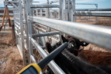 Sığır ağıllarında inek etiketi tarıyorum. Nlis Tag Taraması. Yazın Avustralya 'da çiftlik hayvanlarının olduğu bir çiftlikte asayla tarama yapıyorum.