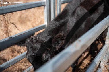 Sığır ağıllarında inek etiketi tarıyorum. Nlis Tag Taraması. Yazın Avustralya 'da çiftlik hayvanlarının olduğu bir çiftlikte asayla tarama yapıyorum.