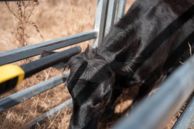 Avustralya 'nın kırsal kesimlerindeki bir çiftlikte sığır güden çiftçi çiftçilerle birlikte çalışan çiftçi kadınlar. Tarım alanında yenilikçi organik tarım ile tarım işlerinde yenilik