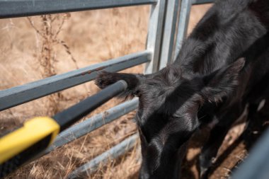 Sığır ağıllarında inek etiketi tarıyorum. Nlis Tag Taraması. Yazın Avustralya 'da çiftlik hayvanlarının olduğu bir çiftlikte asayla tarama yapıyorum.