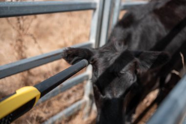 Sığır ağıllarında inek etiketi tarıyorum. Nlis Tag Taraması. Yazın Avustralya 'da çiftlik hayvanlarının olduğu bir çiftlikte asayla tarama yapıyorum.