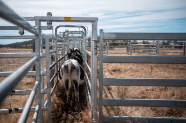 Avustralya 'nın kırsal kesimlerindeki bir çiftlikte sığır güden çiftçi çiftçilerle birlikte çalışan çiftçi kadınlar. Tarım alanında yenilikçi organik tarım ile tarım işlerinde yenilik