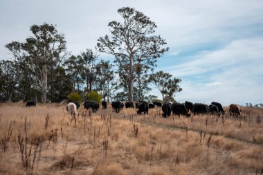 Avustralya 'daki güzel sığırlar ot yer, otlakta otlarlar. Tarımsal bir çiftlikte yetiştirilen sığır sürüsü. Yazın sürdürülebilir tarım