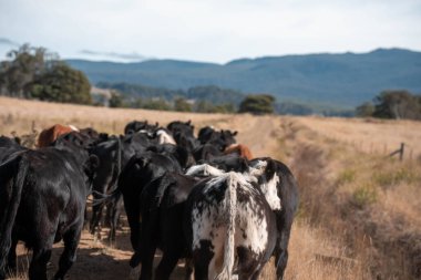 Avustralya 'daki güzel sığırlar ot yer, otlakta otlarlar. Tarımsal bir çiftlikte yetiştirilen sığır sürüsü. Yazın sürdürülebilir tarım