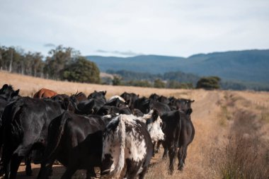 Avustralya 'daki güzel sığırlar ot yer, otlakta otlarlar. Tarımsal bir çiftlikte yetiştirilen sığır sürüsü. Yazın sürdürülebilir tarım