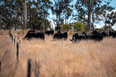 Avustralya 'daki güzel sığırlar ot yer, otlakta otlarlar. Tarımsal bir çiftlikte yetiştirilen sığır sürüsü. Yazın sürdürülebilir tarım