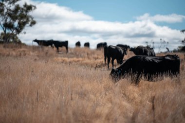 Avustralya 'daki güzel sığırlar ot yer, otlakta otlarlar. Tarımsal bir çiftlikte yetiştirilen sığır sürüsü. Yazın sürdürülebilir tarım