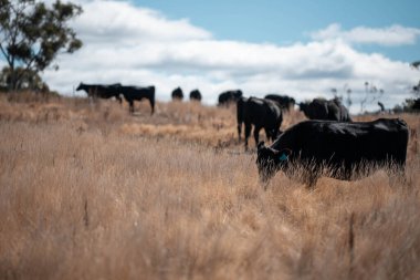 Avustralya 'daki güzel sığırlar ot yer, otlakta otlarlar. Tarımsal bir çiftlikte yetiştirilen sığır sürüsü. Yazın sürdürülebilir tarım