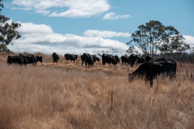 Avustralya 'daki güzel sığırlar ot yer, otlakta otlarlar. Tarımsal bir çiftlikte yetiştirilen sığır sürüsü. Yazın sürdürülebilir tarım